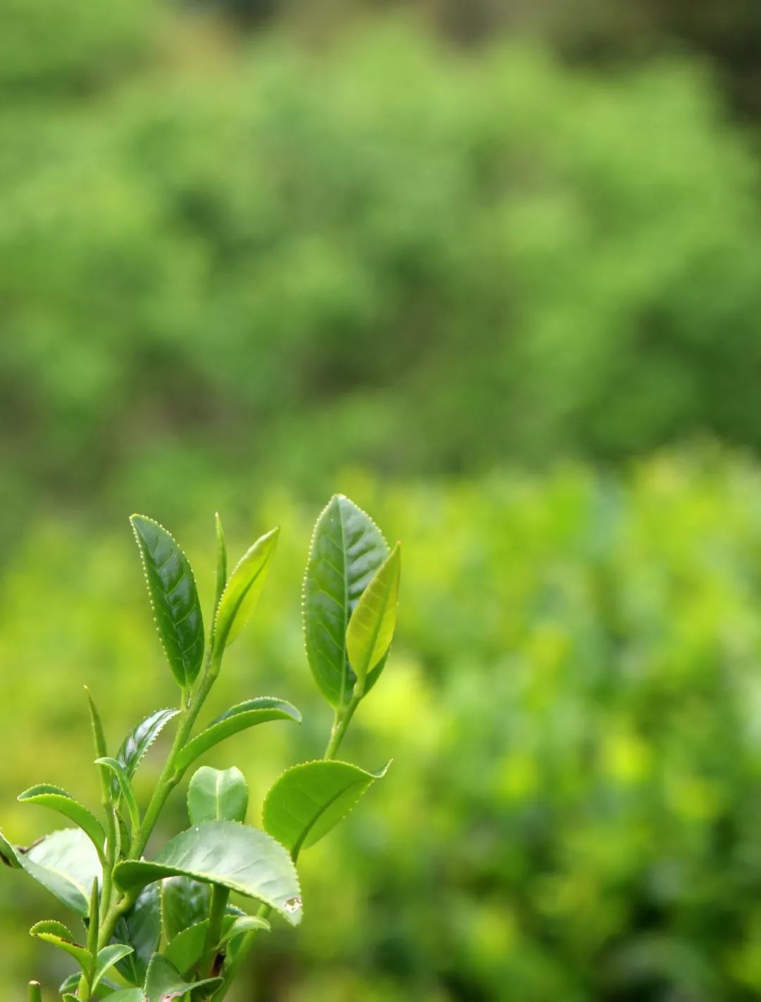 白茶采茶能把茶采上吗视频图片