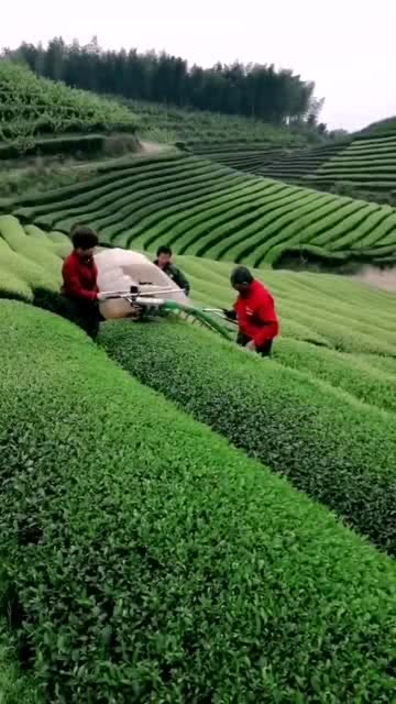 白茶采茶能把茶采上吗