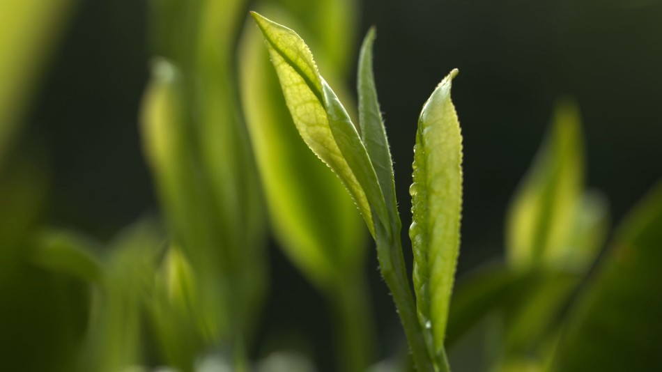 白茶采茶能把茶采上吗