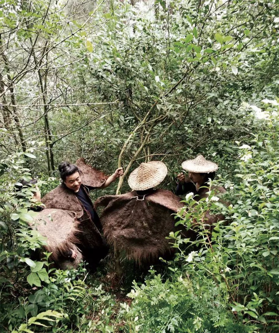 白茶采茶能把茶采上吗