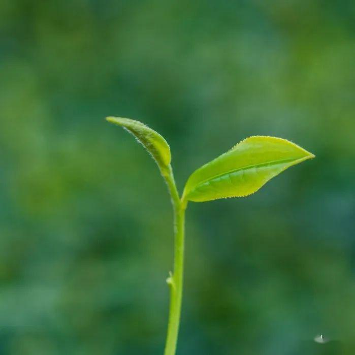 白茶采茶能把茶采上吗