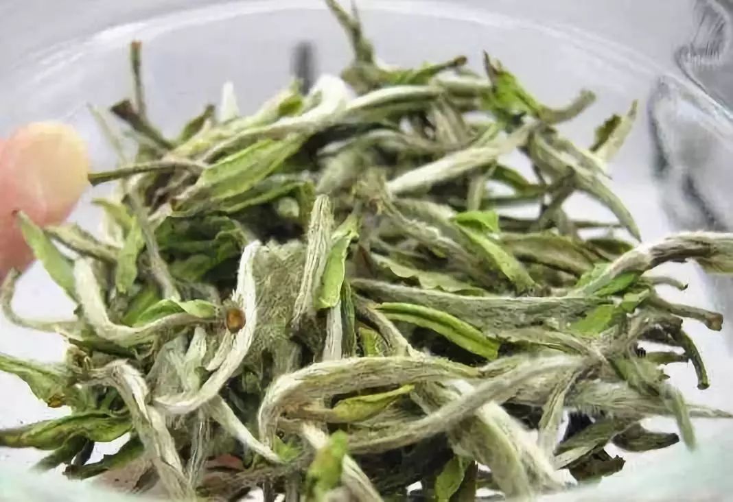 白茶和绿茶哪个消化功能好