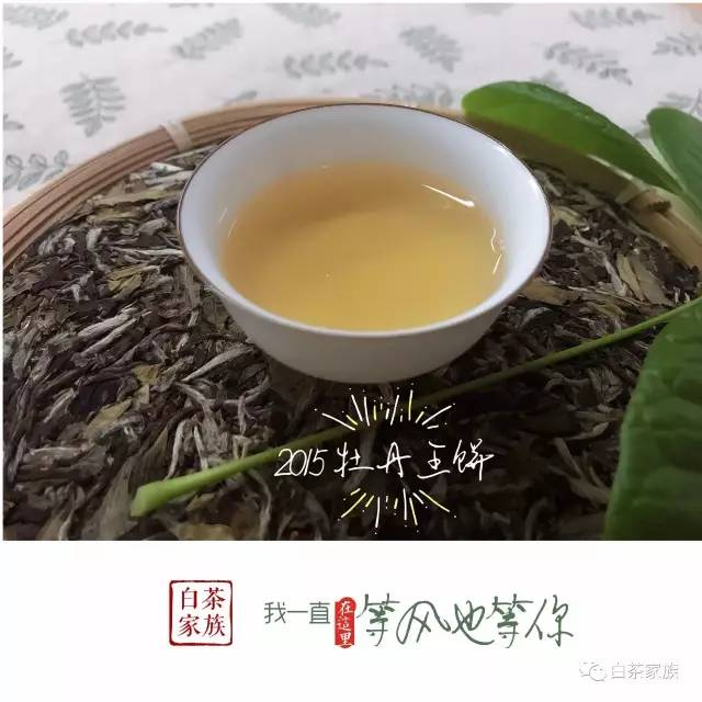 野生老白茶可以和什么泡