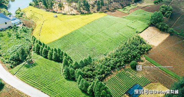 安吉县塘浦的白茶市场：白茶的种植、制作和销售现状分析