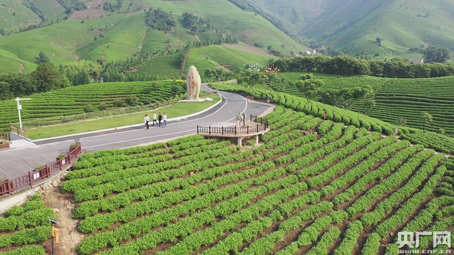 安吉白茶茶地址及茶园景点