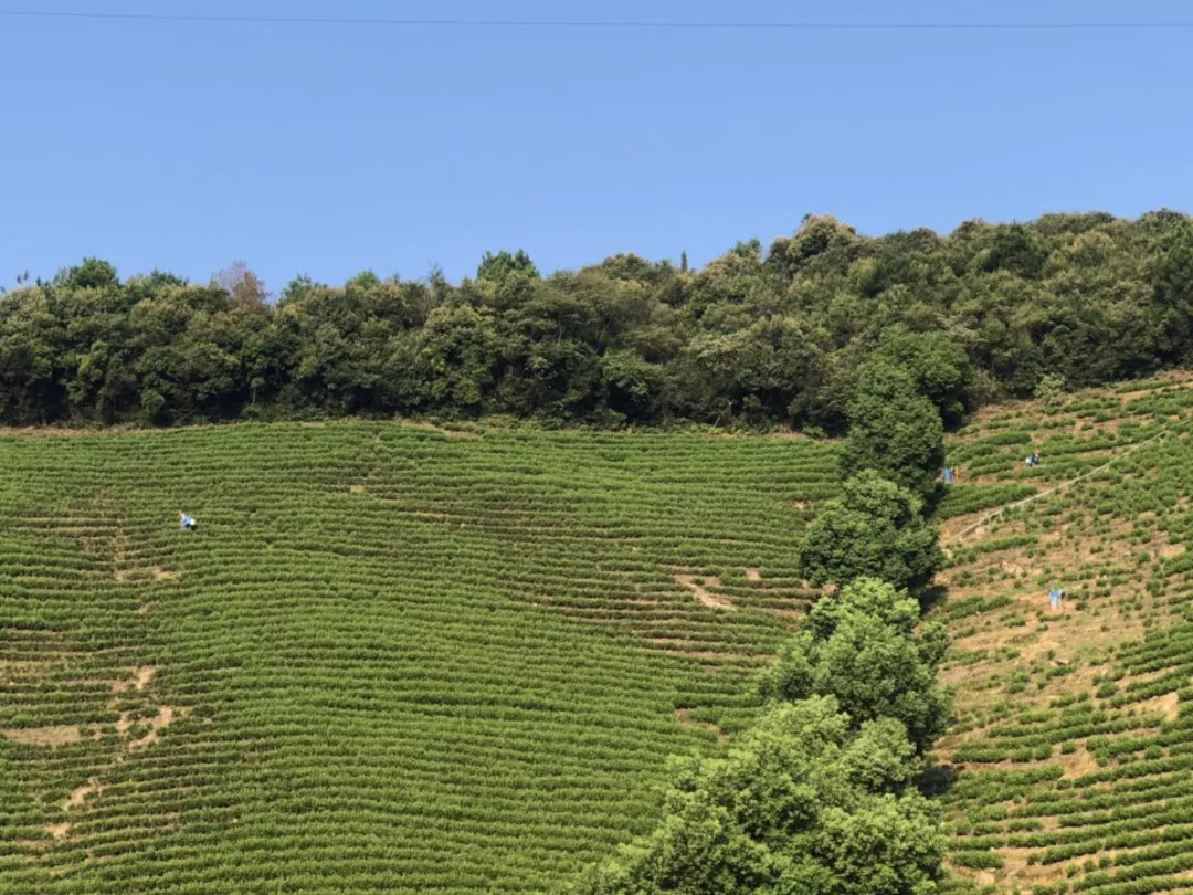 安吉白茶茶地址及茶园景点