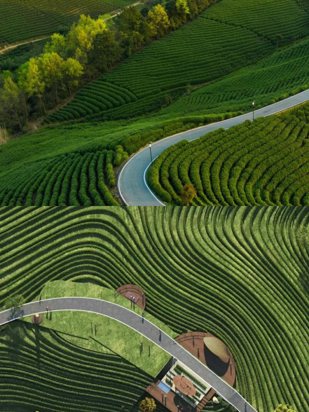 安吉白茶茶地址及茶园景点