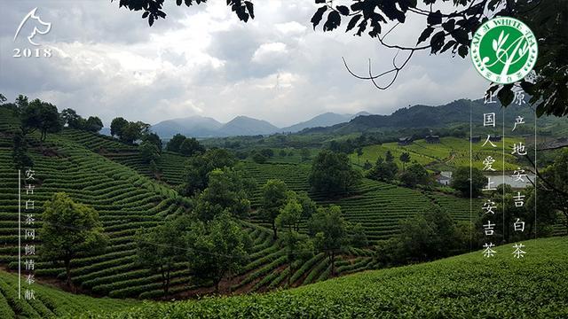 安吉白茶茶地址及茶园景点