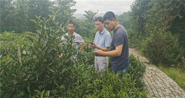 江白茶茶叶种植技术