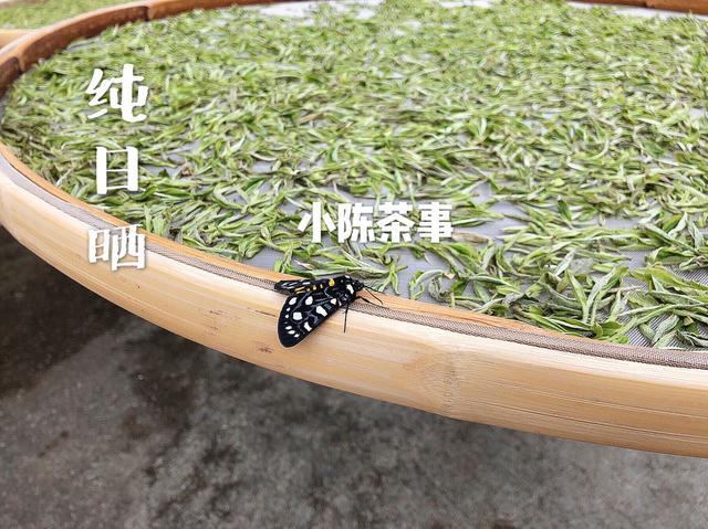 什么是白茶的苦味道