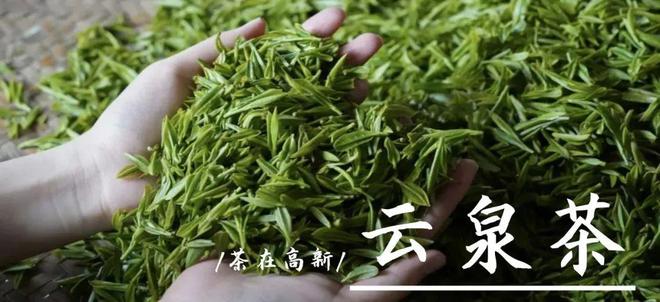 安白茶茶叶经销商