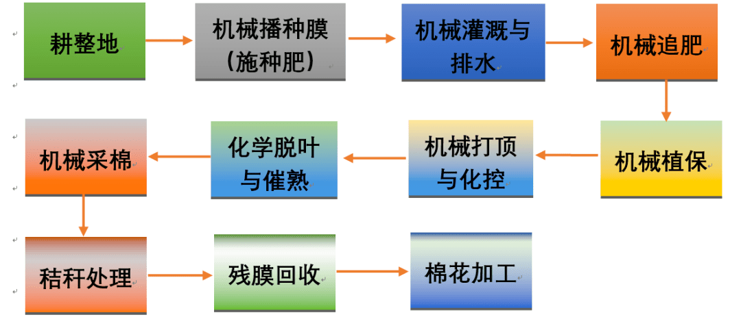 畲族白茶制作工艺流程