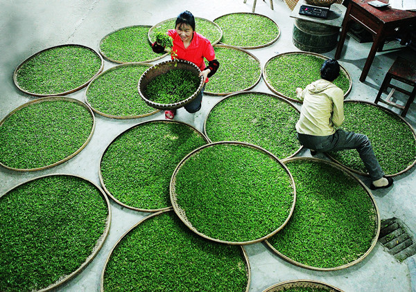 白茶和绿茶一起喝的功效和作用