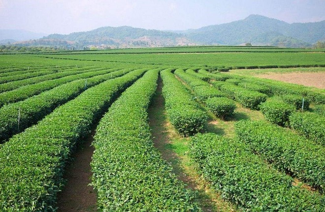 金华本地茶叶种植基地及茶叶场