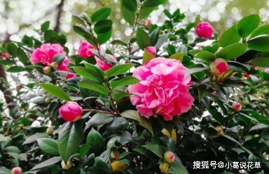 白茶花什么时候开花节及结果