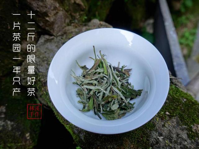 福鼎白茶茶的功效、作用与禁忌