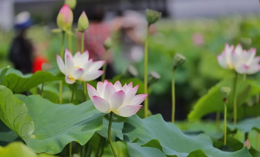 与荷花有关的茶席主题：与荷花有关的茶席主题有哪些