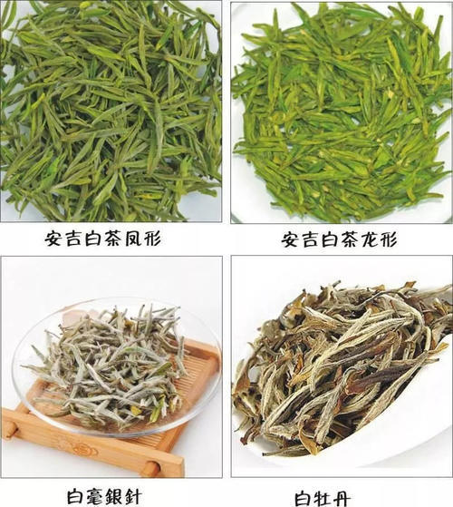 安吉白茶治肺热咳嗽吗