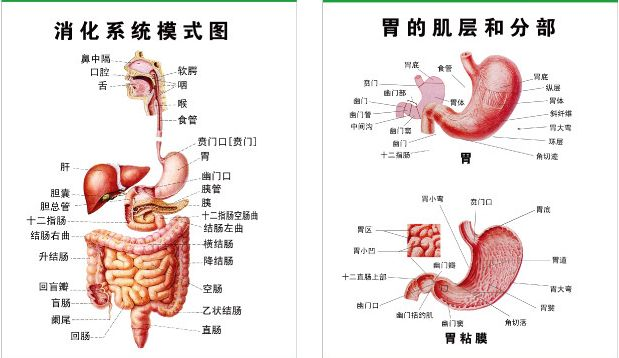 胃烂患者可以喝白茶吗