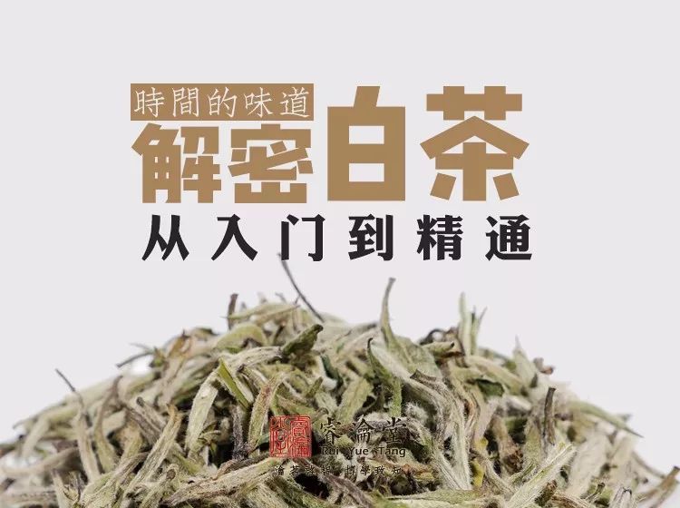 白茶by这里是南木