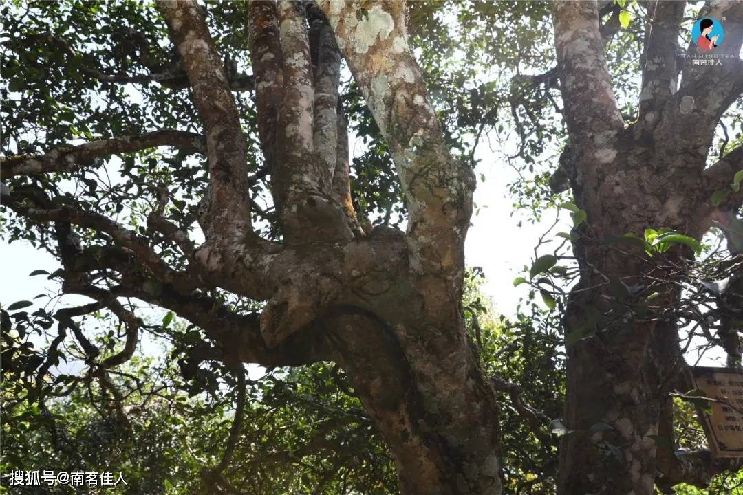 沈阳古树白茶哪个牌子好