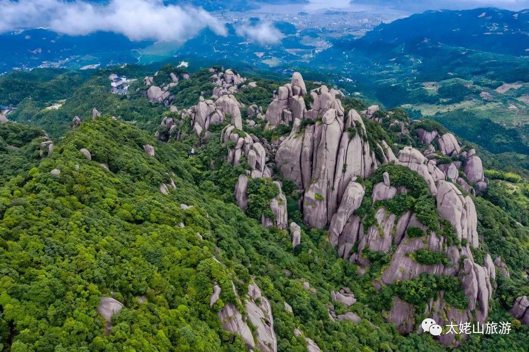 福鼎太姥山高山生态大白茶