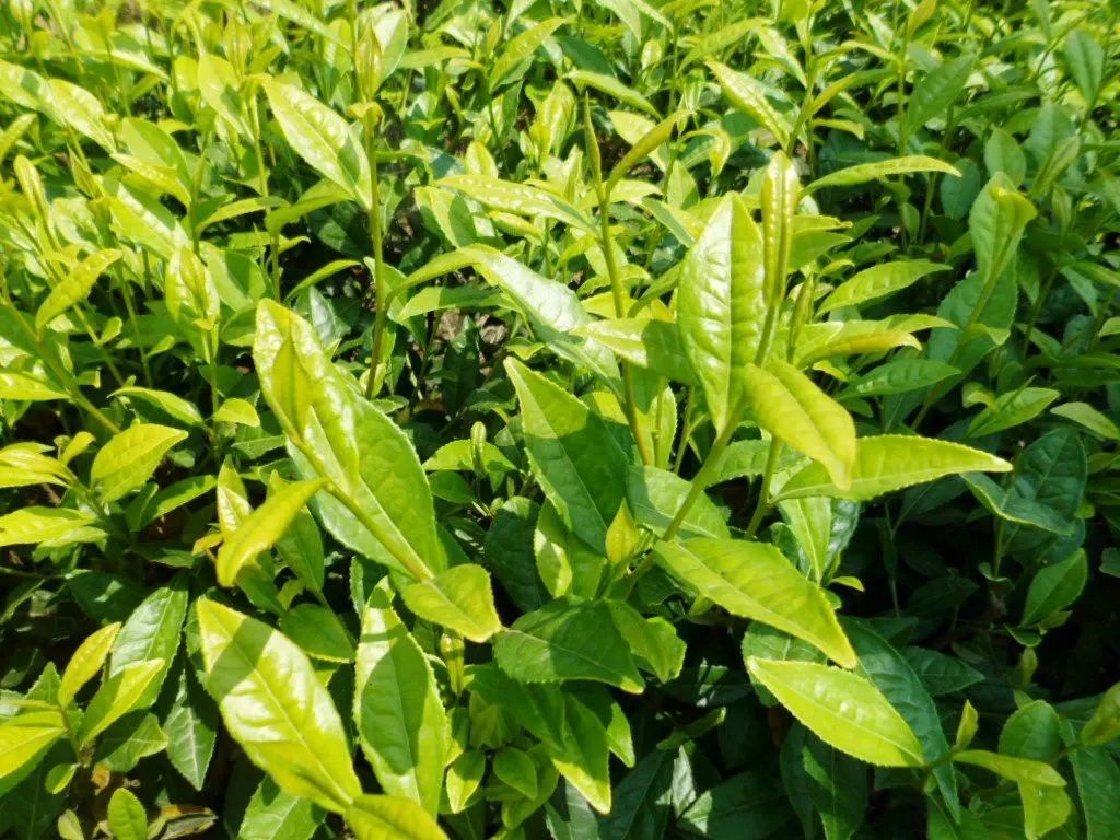 古树白茶多少钱一盒，价格，品质与产地