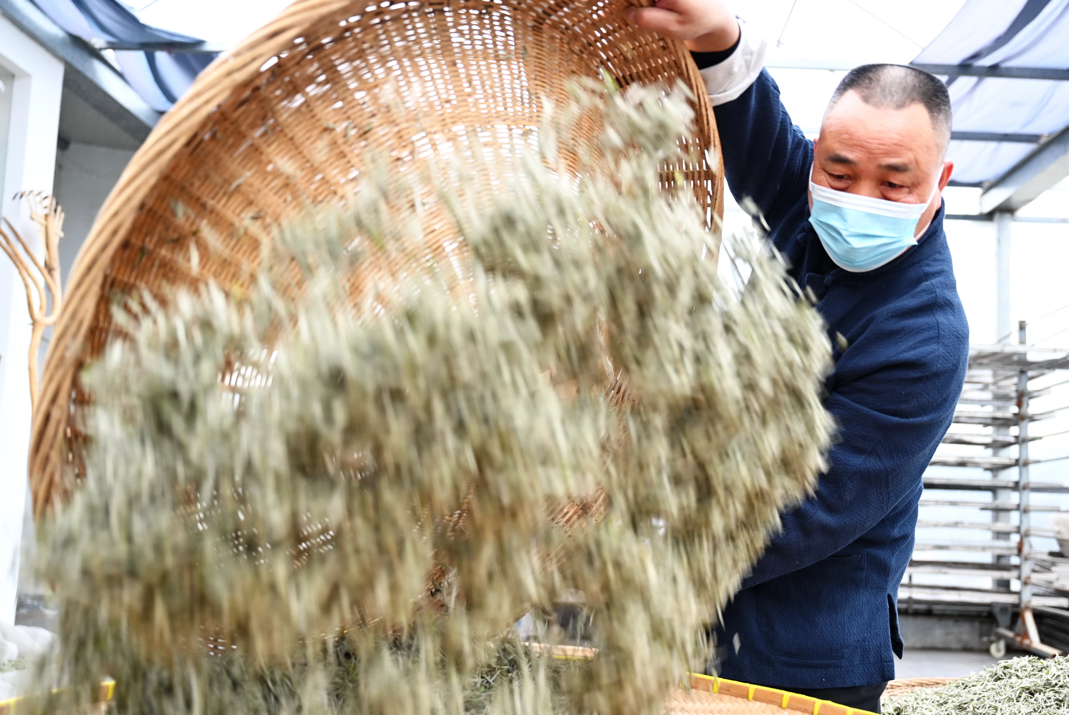 福鼎白茶制作技艺历背景介绍