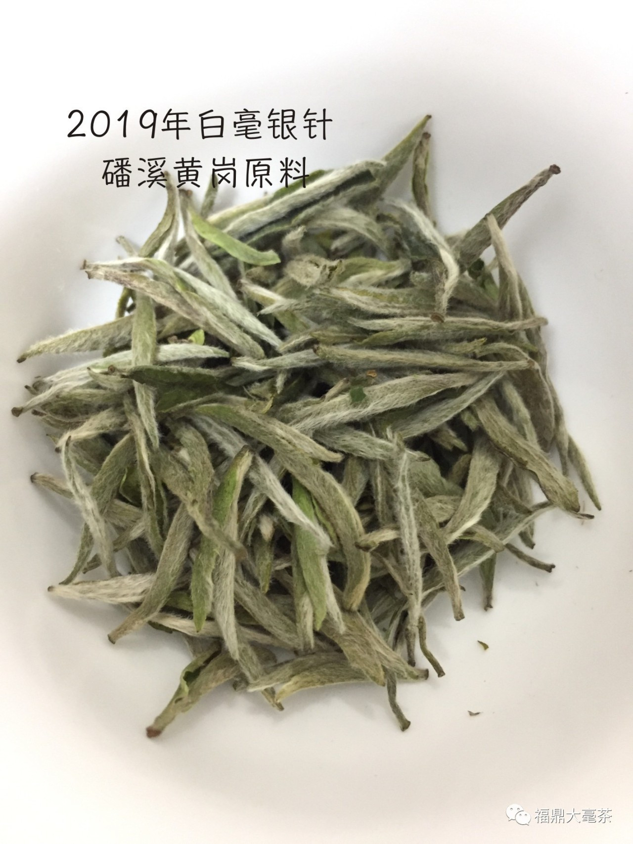 福鼎初遇白茶怎么样