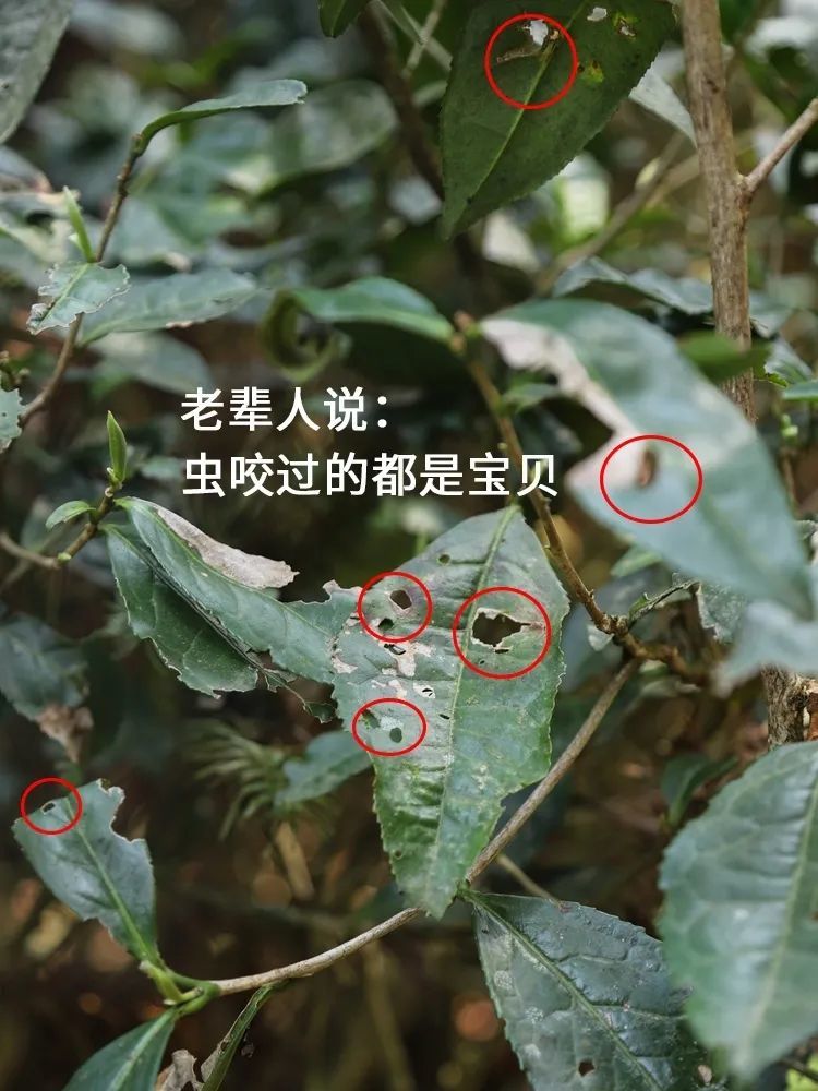 福鼎白茶树价格、种植地点及批发，寿命多少年？