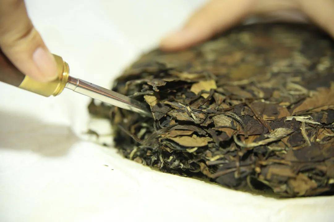 白茶可以用茶饼泡吗