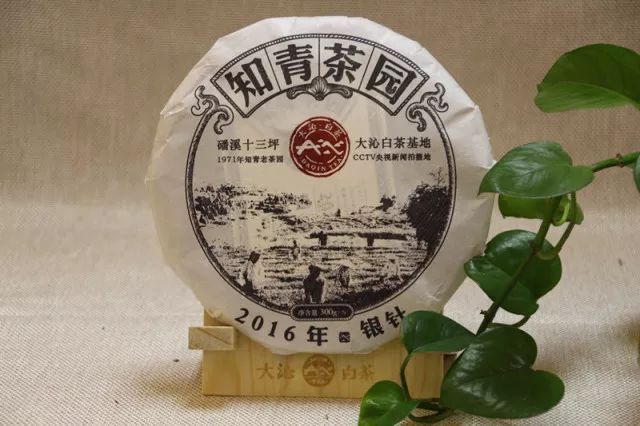 福建大沁白茶的价格与品质齐飞