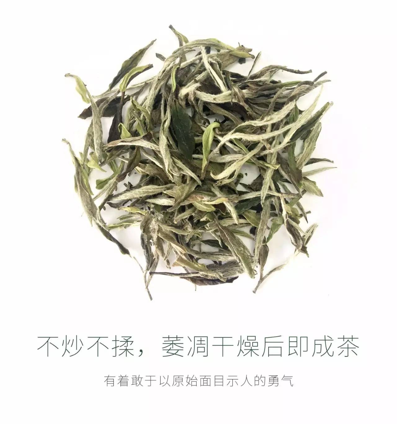 福鼎大沁白茶受影响