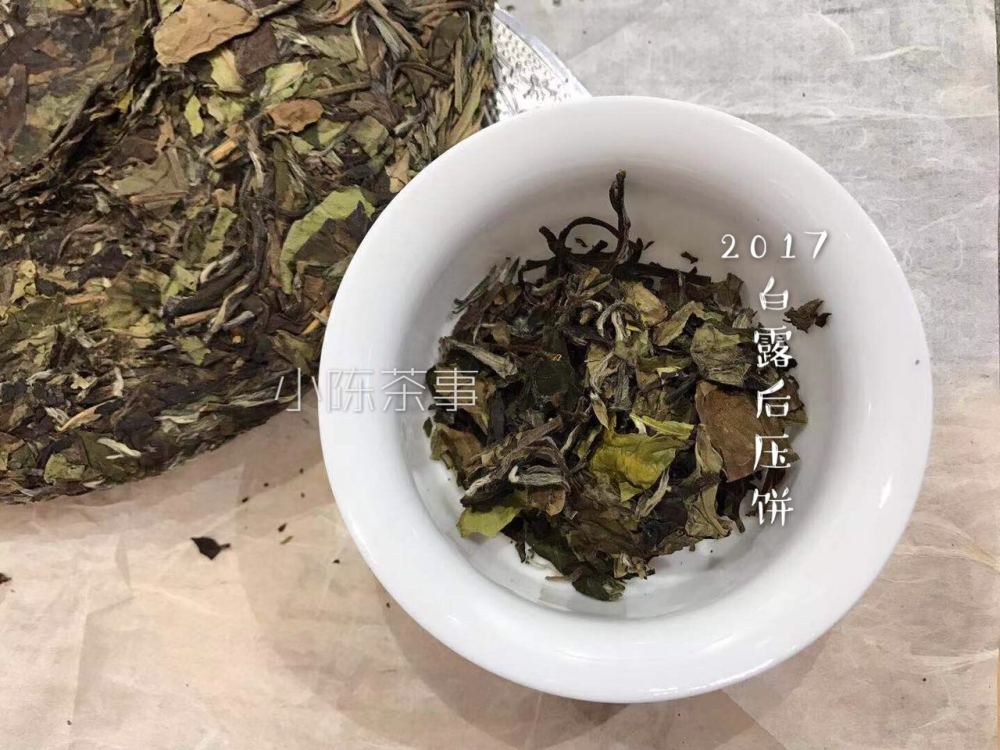 白茶要马上出吗吗