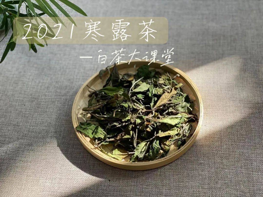 白茶要马上出吗吗