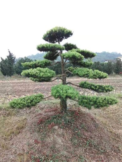 深圳哪里有茶树种植基地卖