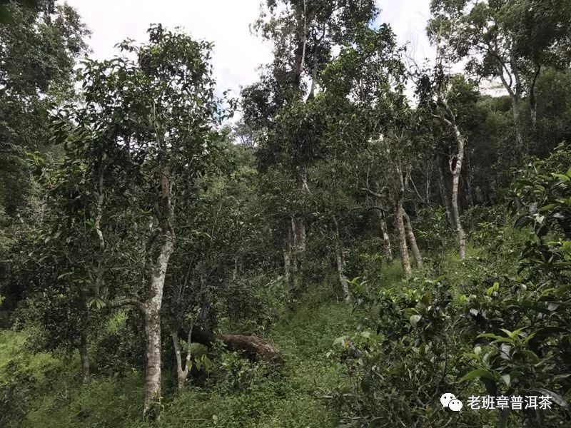 深圳古树白茶哪家合适喝