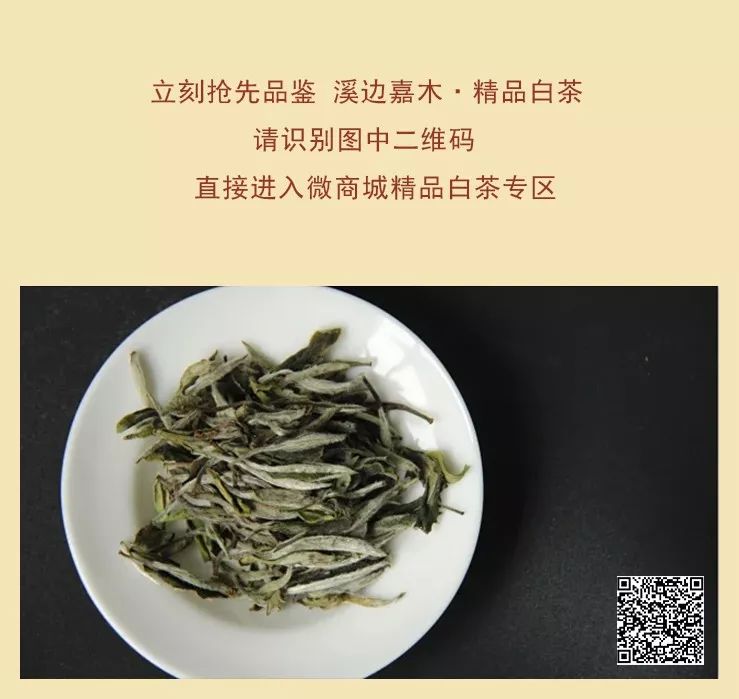 白茶凉了还能再泡吗现在怎么保存？