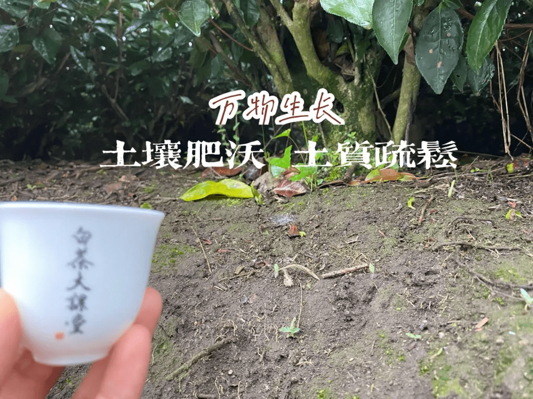 白茶礼包价格和白茶礼盒多少钱