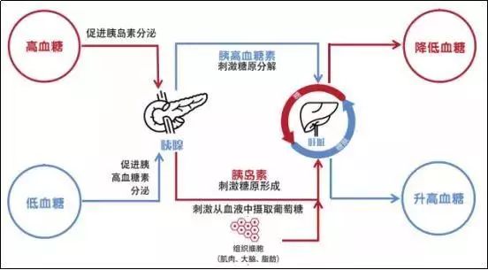 白茶降血糖功效及科学依据