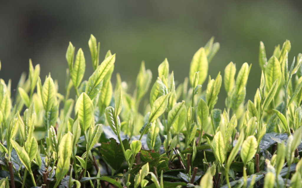 贵州安吉白茶种植基地位置与特点