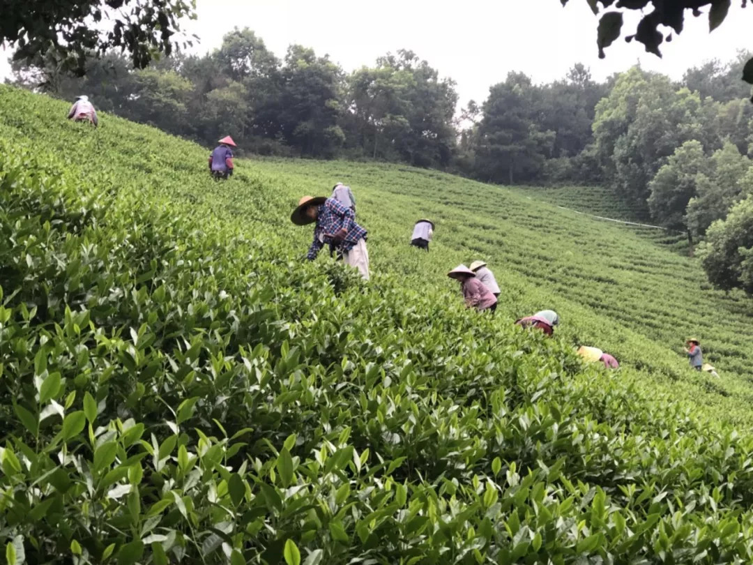 安吉白茶种植面积有多少亩土地及平方米？