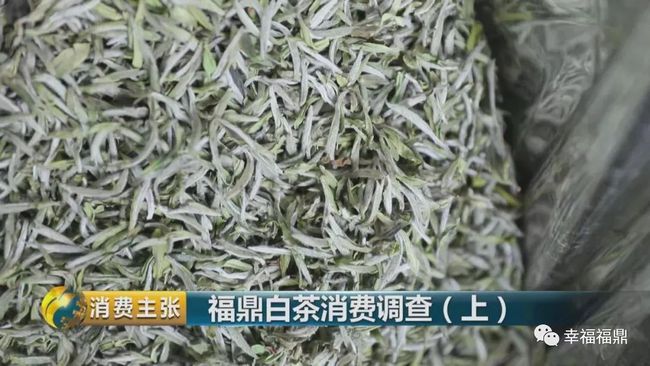 福鼎白茶什么时候开采出售最多并开始在市面上卖?