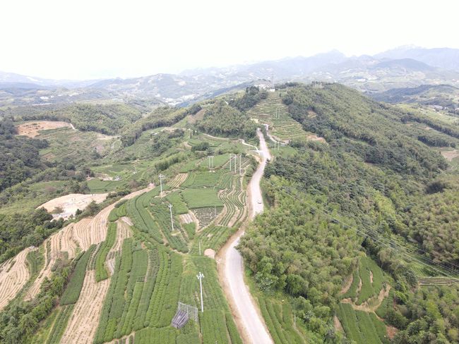 福建磻溪镇白茶特点及福鼎白茶磻溪村