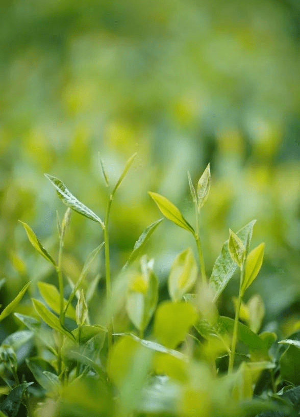 磻溪的白茶品牌有哪些