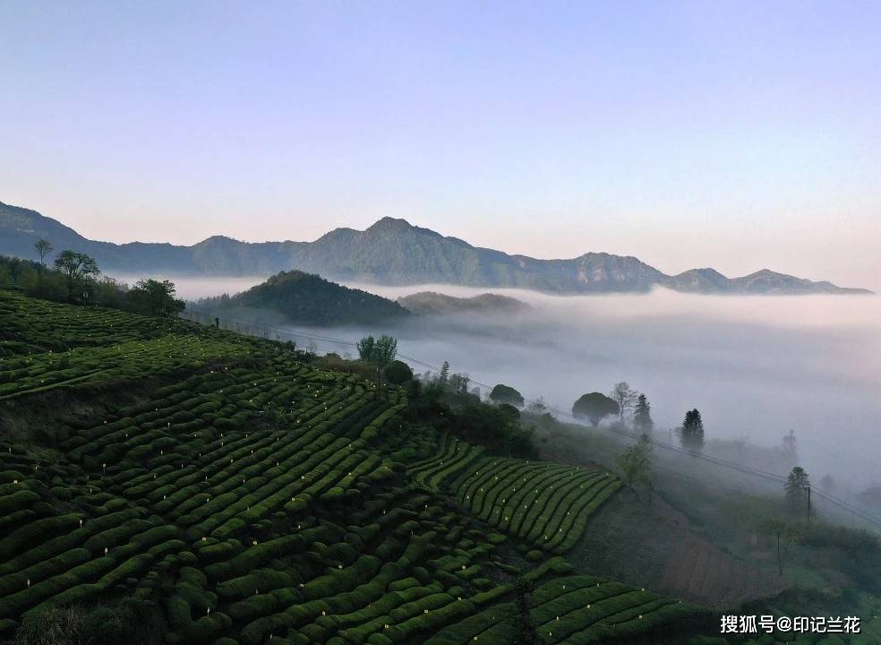 福鼎白茶有多少家茶企啊？前十名企业排行及五大产区