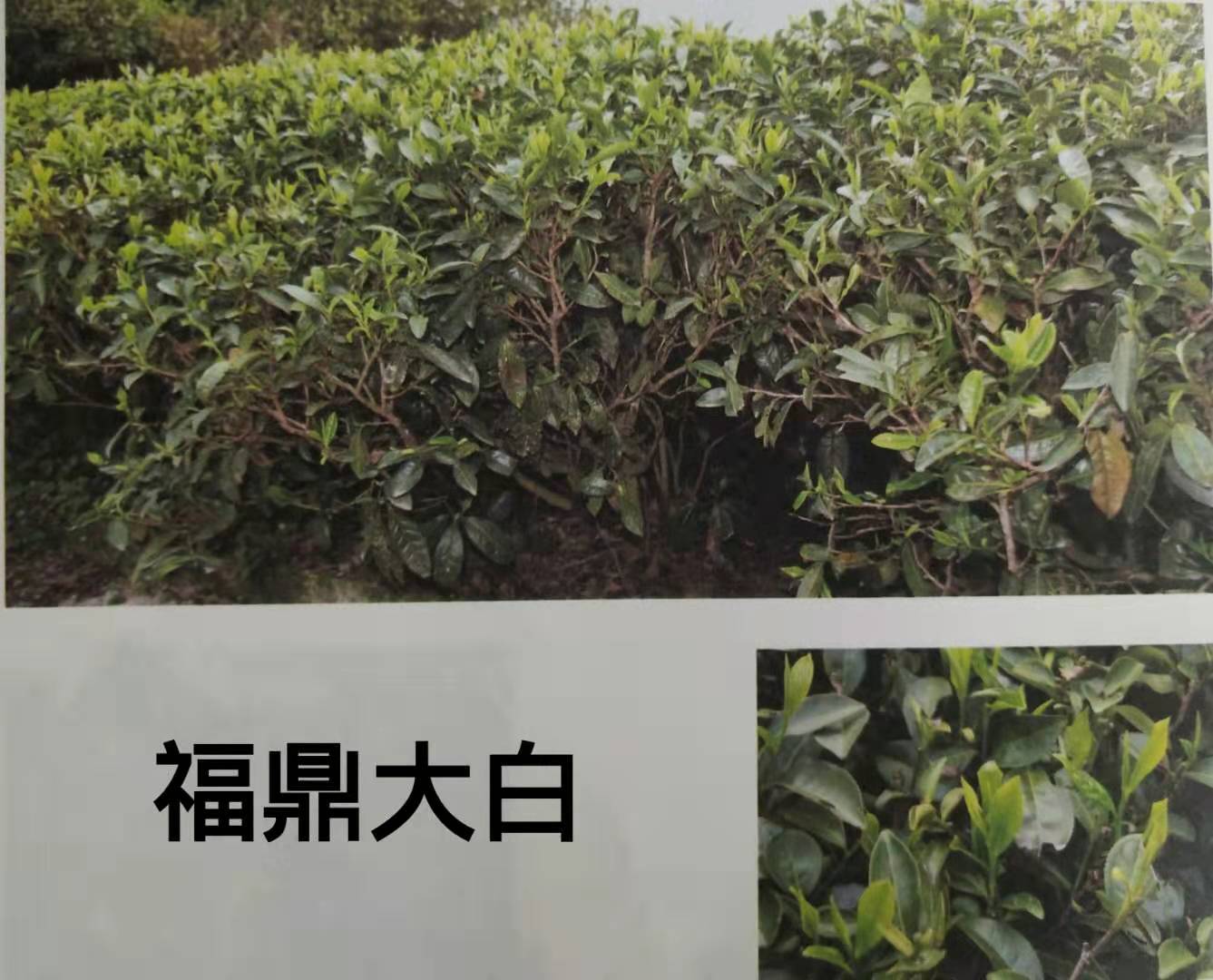 福鼎大白茶树品种特征介绍与品种大叶种