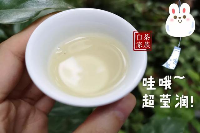 白茶茶发黄好不好喝及浑浊原因