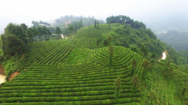 百色茶与西百色名茶