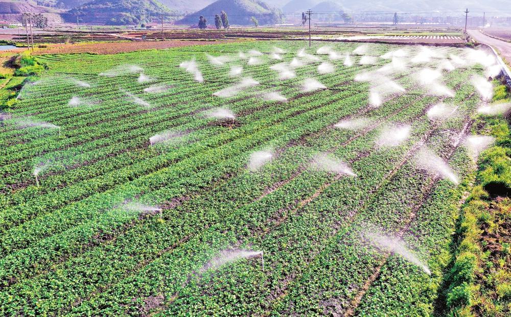 青川县白茶种植气候条件